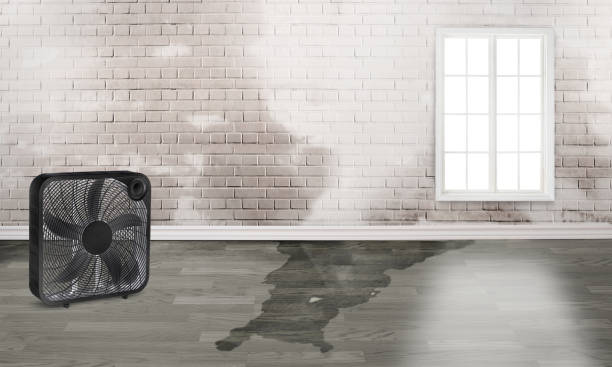 Best Water damage restoration process  in Ilion, NY